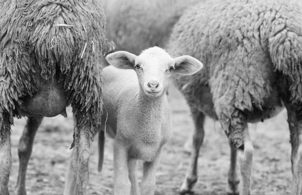 Lamb Sheep Herd 1684536