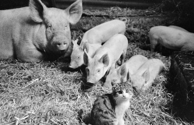 cfae72765c0b53da7a9b5c7c545448b1