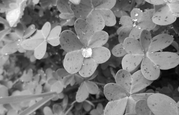 clover with droplet 2
